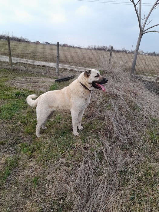 Vând cățea Kangal fiică din Atila!