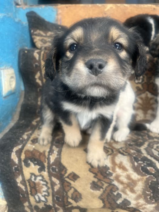 Отдам щенят в хорошие руки