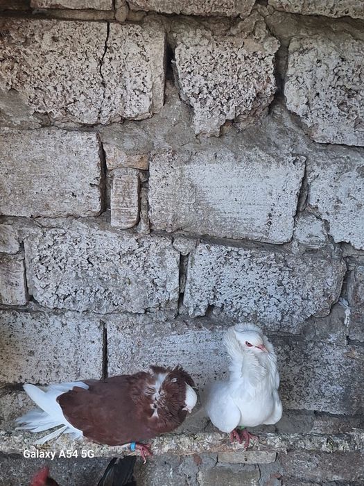 Vând o găină de cochinchina pitic și porumbeii