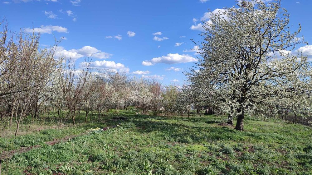 Vând Teren Loc de Casă în Satul Tocileni La Centru și Casă Bătrânească