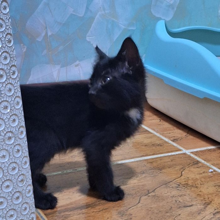 Отдам котят бесплатно