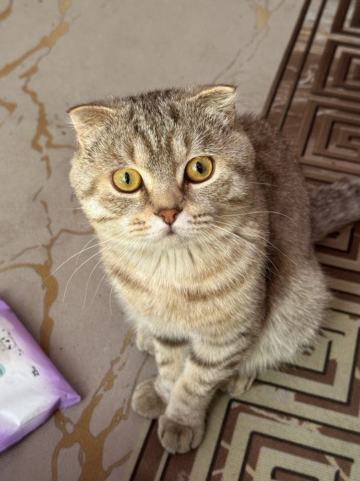 Продается кот вислоухий