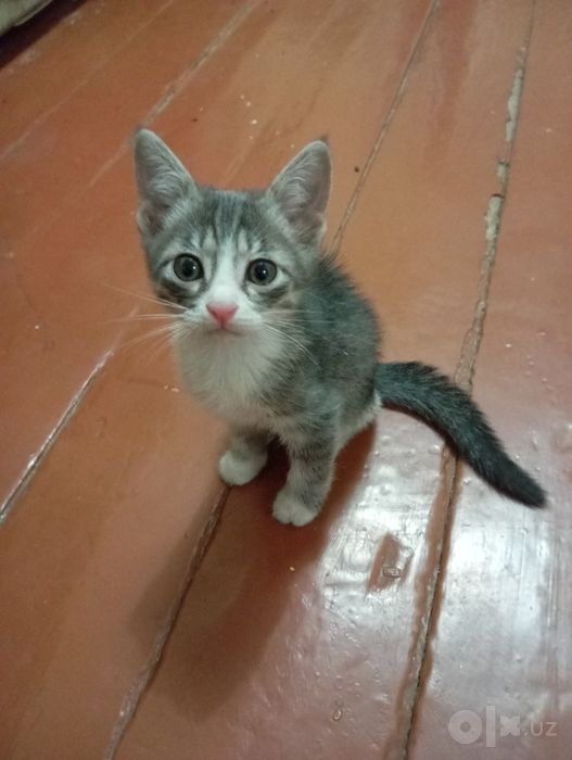 Отдаём домашних котят