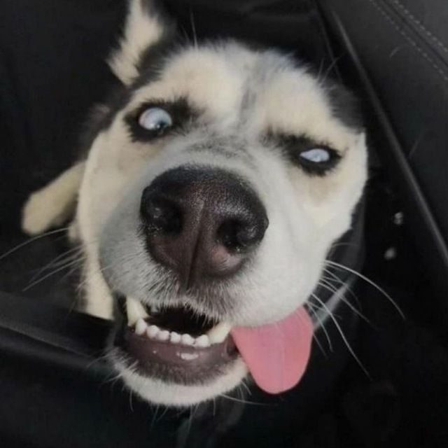 Qoʻlga oʻrganga sogʻlom