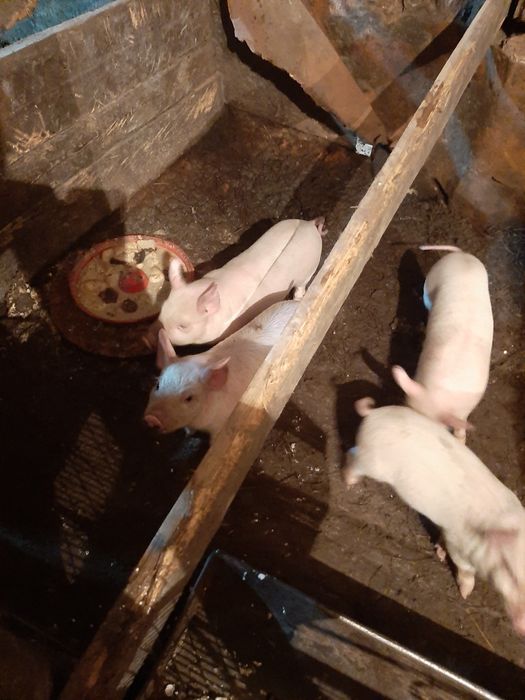 Продам поросят возраст 1мес