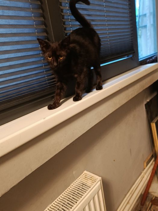 Активный маленький кот.