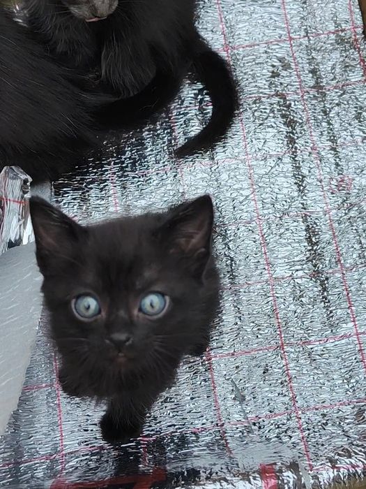 котята для радости и любви
