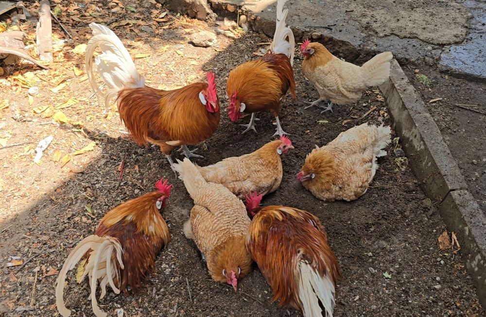 Продавам чифт Фризийска чайка