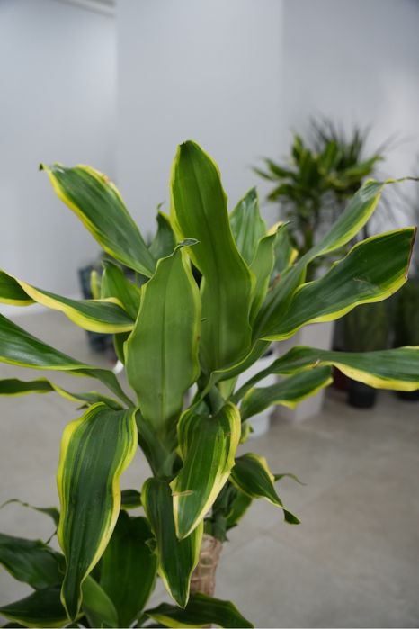 Драцена Фрагранс Голден Кост