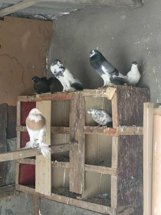 Дутыш павлин сатлады