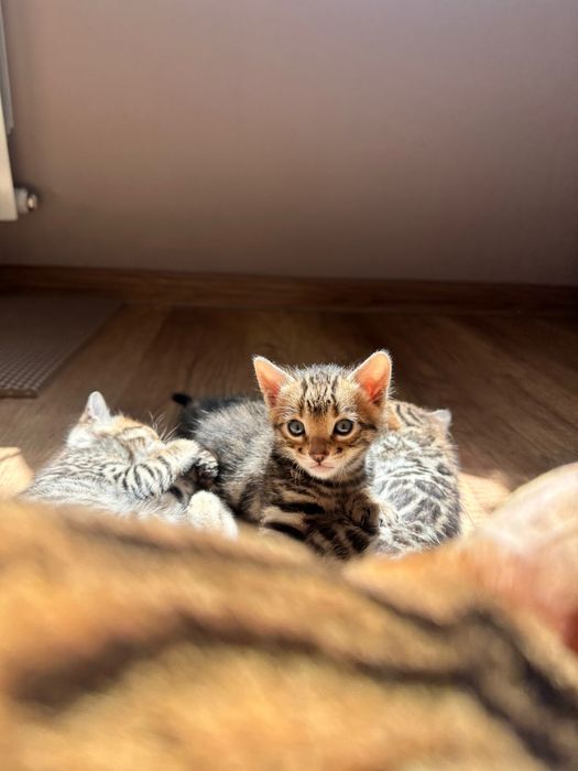 Бенгальские котята