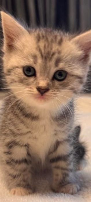 Продам котят 2''