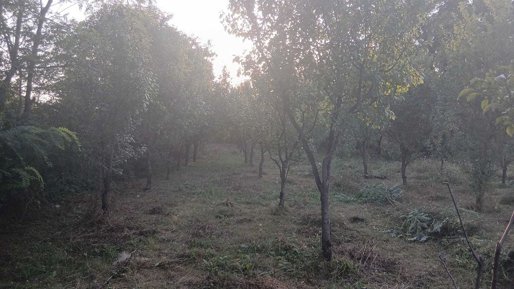 Teren intravilan, Gura Vitioarei, 908 mp