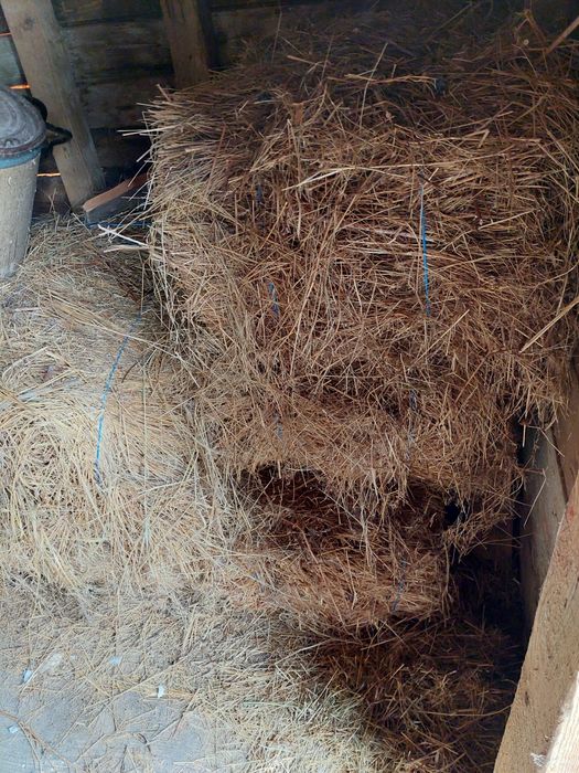 Vând baloti de iarbă.