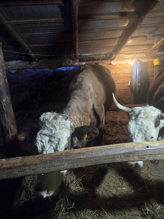 Vaca de vânzare gestanta