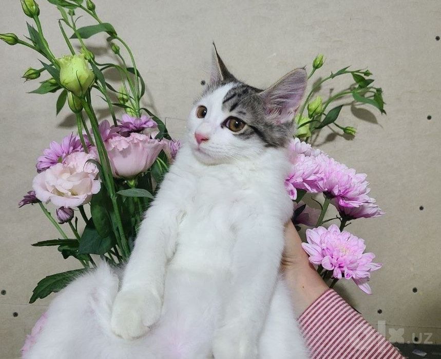 котенок и кошечка