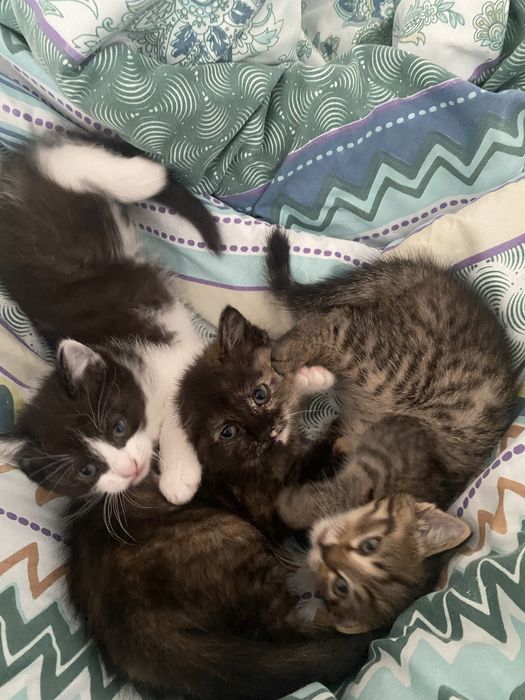 Котяты отдам даром