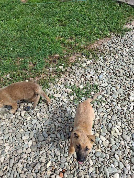 Cățelușe spre adopție