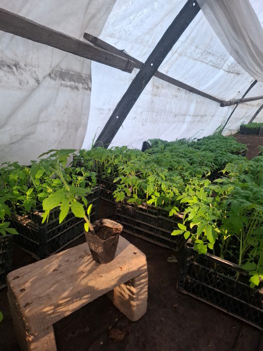 Продаем россаду