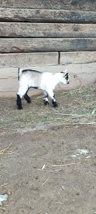 Альпийский козлик теке лақ козлята