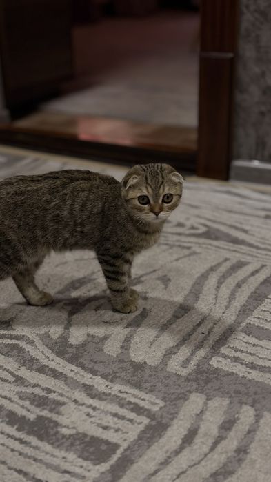 Продам котёнка фолд