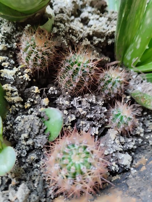 Кактусы . Разных размеров.