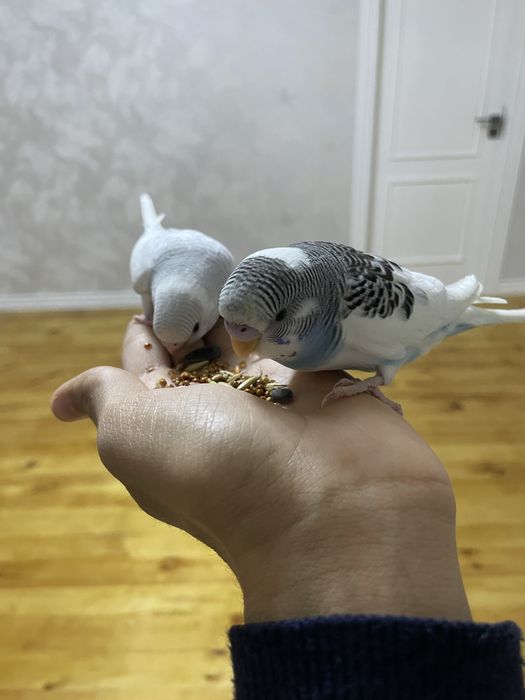 Ручные волнистые попуги