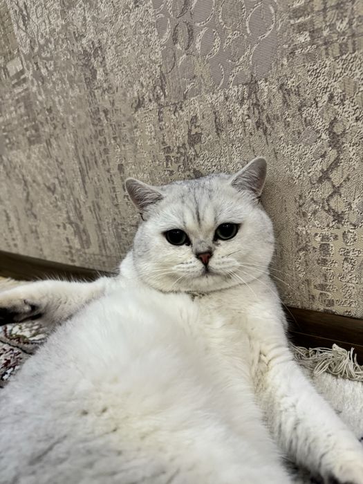ВЯЗКА ! кот честокровный серебристый шиншилла