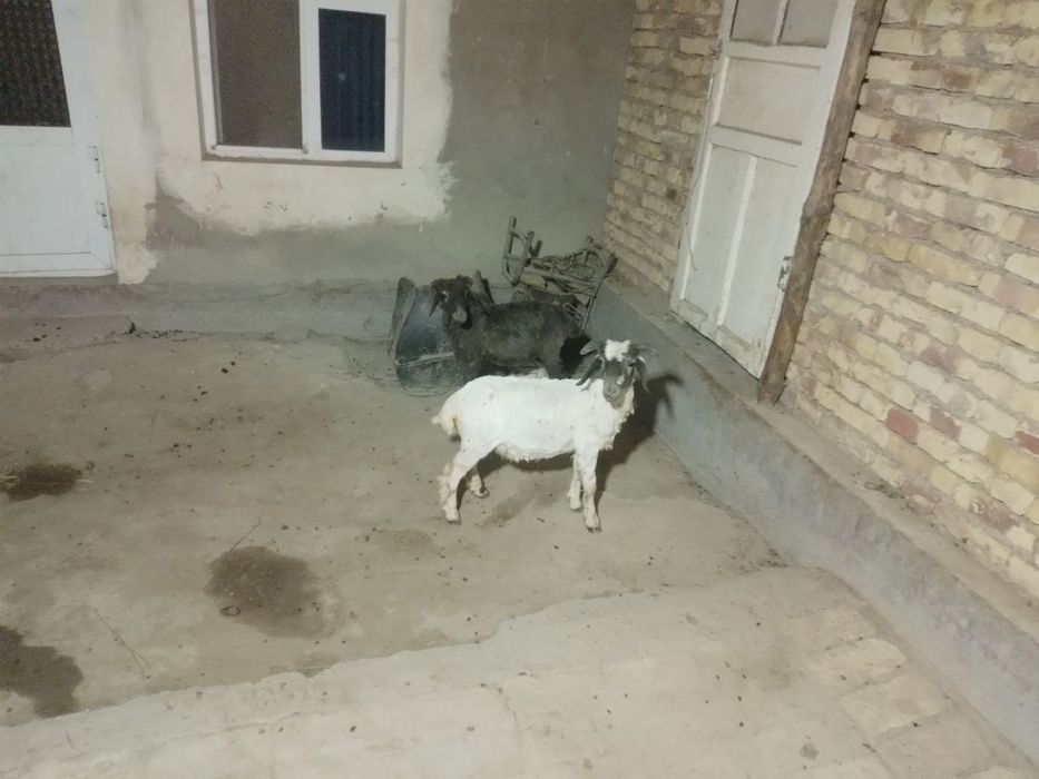 2 ta q6chqor barra sotiladi