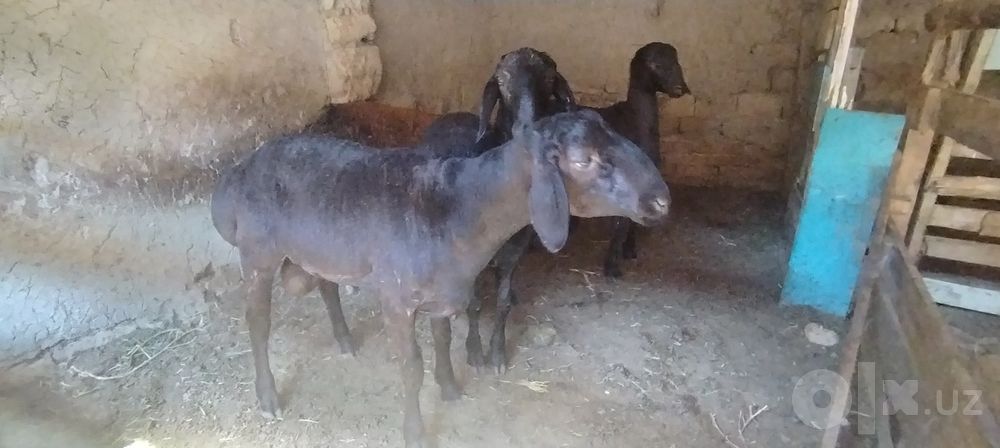 Qochqorlar sotiladi sog'lom