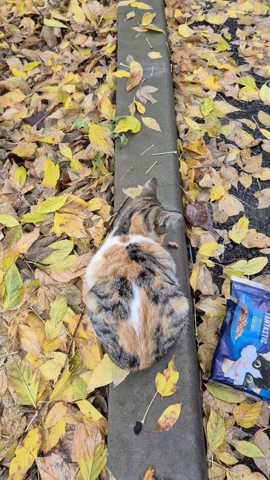 Pui pisica calico