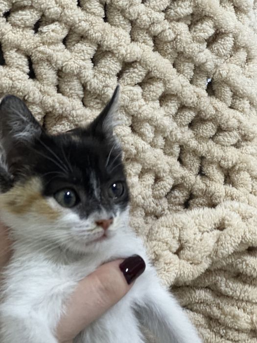 Отдам в добрые руки котенка