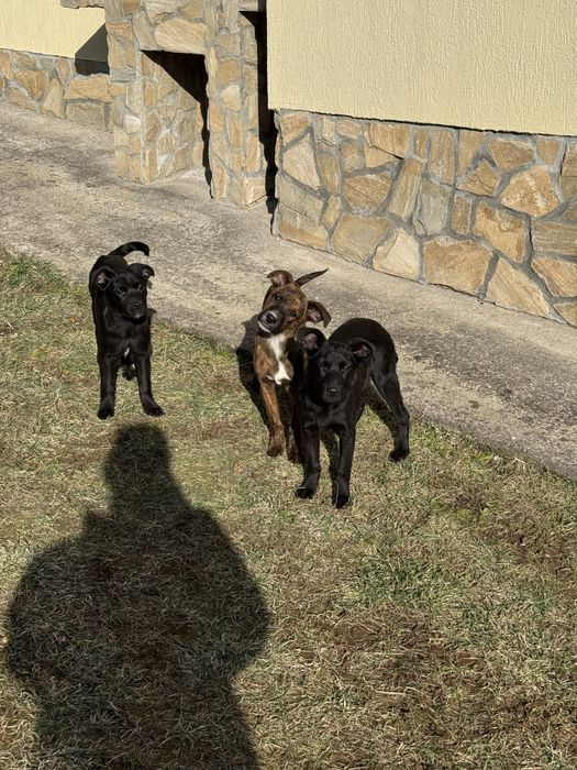 Осинови кученце