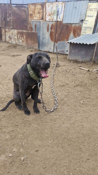 Питбультерер чистокровные