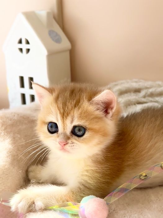 Котята Британские, окрас Шиншиллы