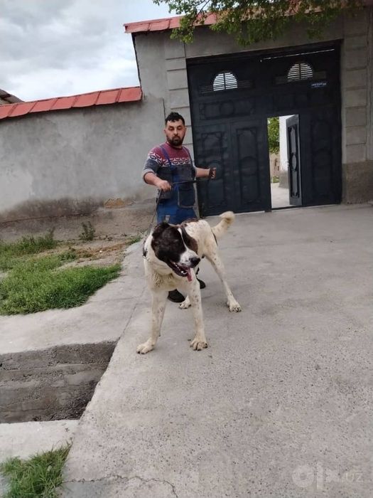 ALABAY ti sotiladi