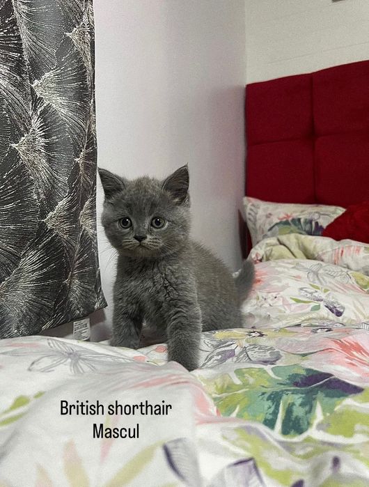 British Short Hair și Schotish Fold