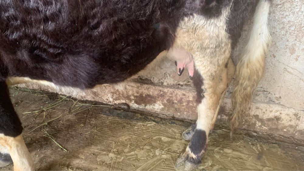 4ши тума сауын сиыр