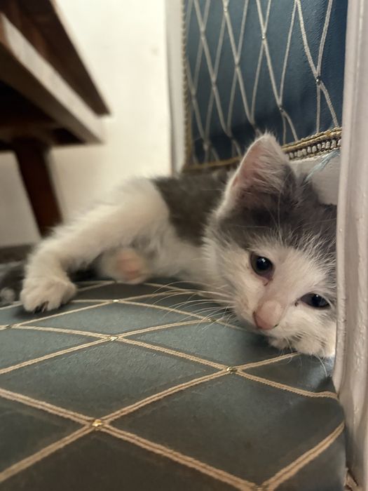 Котята ищут дом Алматы