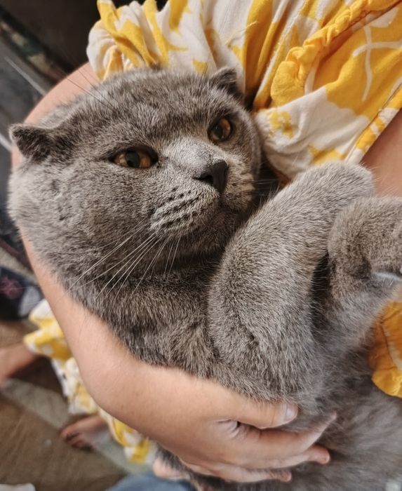 Tayanch-harakat tizimi skelet tuzilishi