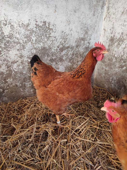 Ouă găini new hampshire negru