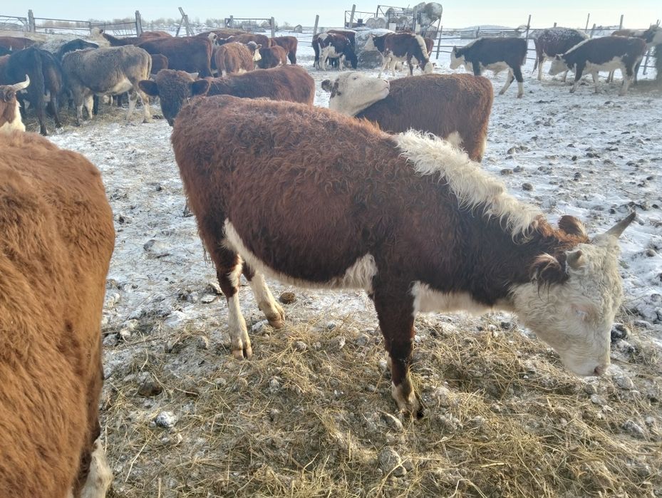 Бұқалар сатылады