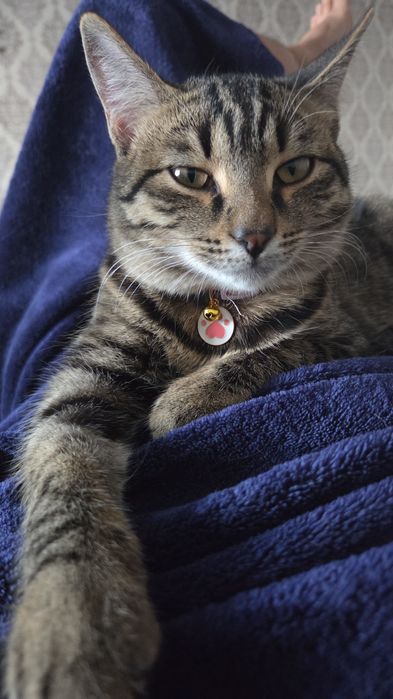 Отдадим котика 1 годик