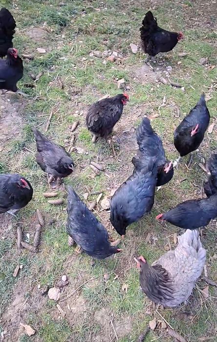 Găini Australorp