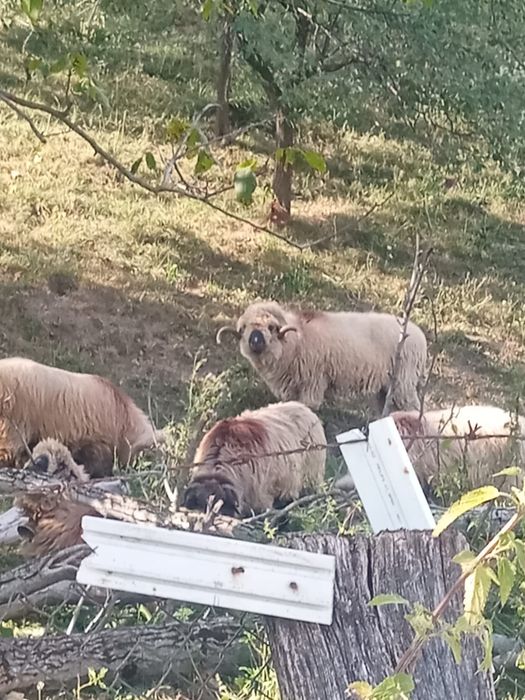 Berbec și berbecuți