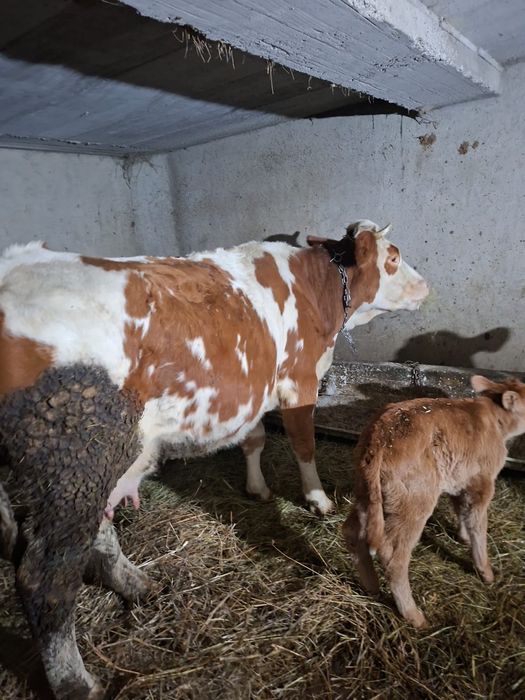 Vând vacă și vițcă