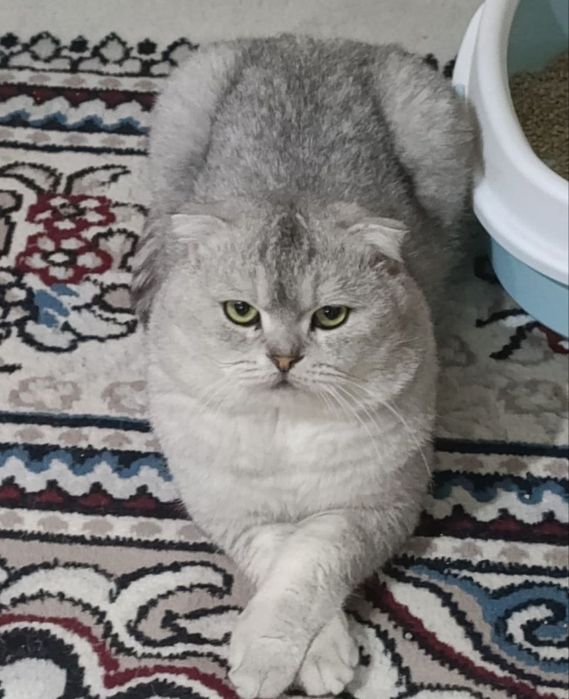 Продаются котёнок мальчик 1 месяц скоттиш-фолд правильная вязка чисток