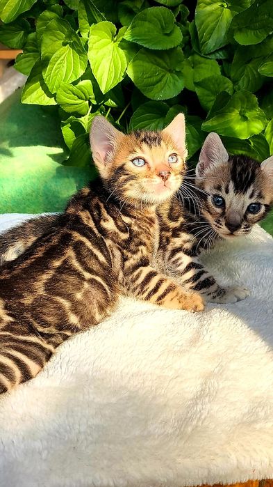 КРАСИВЫЕ бенгальские котята