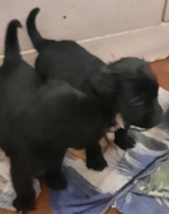 Щенки  лабродора