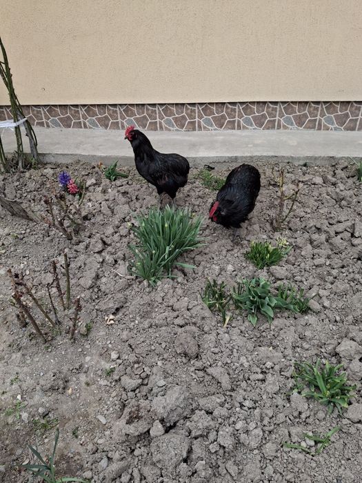 Vând cocoș Araucana